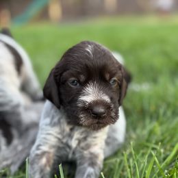 Girl 2 - Brown and gray female Wirehaired Pointing Griffon puppy in Idaho from Muddy Paws WPG