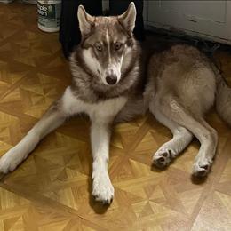Native American Indian Dog Puppies from Corn Moon Kennels: a member of the Native American Indian Dog Preservation Project
