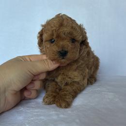 Maple - Red  female Poodle puppy in Elkhorn, Nebraska from Orel Toy & Miniature Poodles