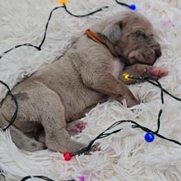 Mummy - Merle male Great Dane puppy in Caldwell, Idaho from Miner's Dynamic Danes