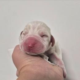 Woodrow - White and orange male Bracco Italiano puppy in Silver Summit, Utah from Snow Peak Kennel