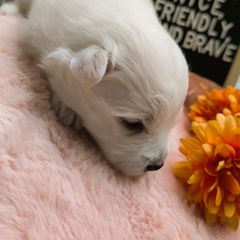 Boy1 - White male Japanese Spitz puppy in Littleton, Colorado from Japanese Spitz