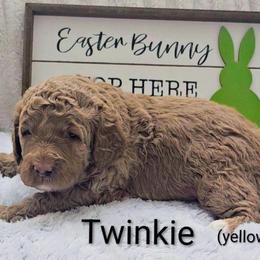 Twinkle (yellow collar) - Red  male Goldendoodle puppy in Fayetteville, North Carolina from Frannie's Goldendoodle Puppies