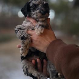 Curry - Blue merle male Aussiedoodle puppy in Wilkinsville, South Carolina from Feather Branch Farm and Kennel