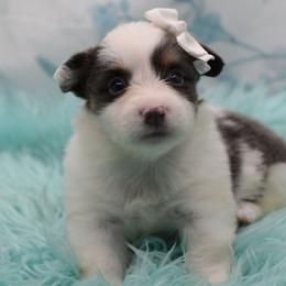 Midnight - Fluffy - Gray and white female American Corgi puppy in Lithia, Florida from Diamondcrest Inc