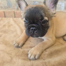 Pork Chop - Fawn male French Bulldog puppy in West Haven, Utah from Doxie Trails LLC