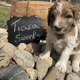Tiara - Mahogany and white female Saint Berdoodle puppy in Traverse City, Michigan from Bare Paws Saint Berdoodles