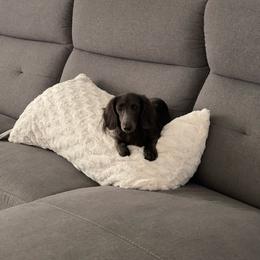 Navy - Dachshund