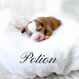 Potion - Red  female Goldendoodle puppy in Springville, Utah from Happy Doodle