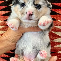 Happy - Blue merle and white female American Corgi puppy in Tome, New Mexico from Blue Diamond Welsh corgis