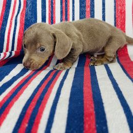 Boy 5 - Fawn (isabella) and tan male Dachshund puppy in Oklahoma from DRB Dachshunds