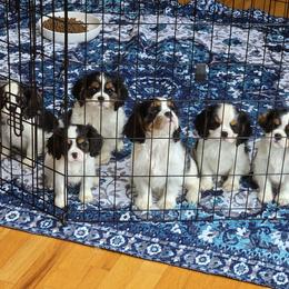 Afghan Hound and Cavalier King Charles Spaniel Puppies from Lenore's Afghan Hounds