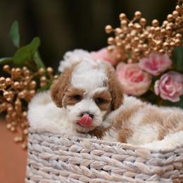 Louie Vuitton - Parti male Maltipoo puppy in Deming, Washington from Heavenly Puppies to Love