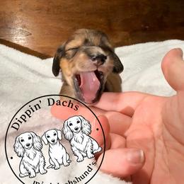 Tiger - Brindle female Dachshund puppy in Wytheville, Virginia from Dippin’ Dachs mini dachshunds