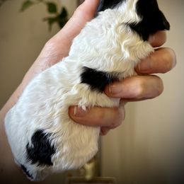 Goldendoodle Puppies from Wish Locket Pups