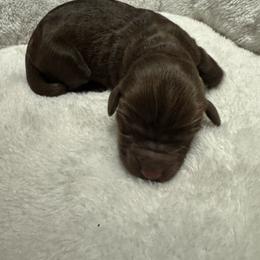 Blossom - Chocolate female Goldendoodle puppy in Charlotte, North Carolina from Hopeful Heart Doodles