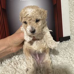 Archie - White male Poodle puppy in Pueblo, Colorado from Going Poodles & Pet Services LLC