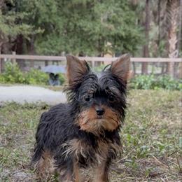 Yorkshire Terrier puppies from 🤎 Dreaming Puppies 🐶