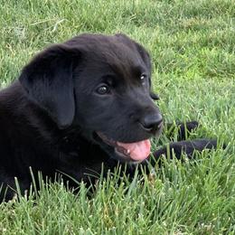Goldendoodle and Labrador Retriever Puppies from BV Labs & Doodles