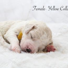 Pixie - Cream female Goldendoodle puppy in Cherry Creek, New York from Doodles Pups of NY