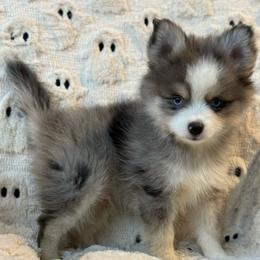 Marble - Merle male Pomsky puppy in Casa Grande, Arizona from Arizonas Pomsky Squad