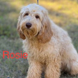 Rosie - Caramel cream Australian Labradoodle puppy in Oxford, Mississippi from Stony Brook Australian Labradoodles