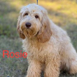 Rosie - Caramel cream Australian Labradoodle puppy in Oxford, Mississippi from Stony Brook Australian Labradoodles