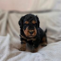 Dexter - Phantom male Bernedoodle puppy in Malden, Illinois from Doting Doodles