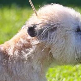 Glen of Imaal Terriers from Galore Glens