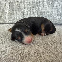 Boy 3 - Tri-color male Bernedoodle puppy in Spring Hill, Florida from Ohana Doodles