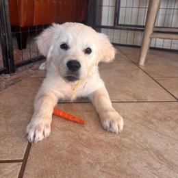 Yellow (3700) - Light golden female Golden Retriever puppy in Pahrump, Nevada from Southern Nevada Goldens