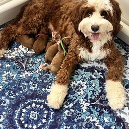 Paisley - Goldendoodle