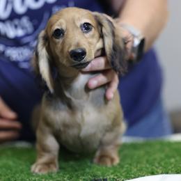 Boy 1 - Cream male Dachshund puppy in Lancaster, California from Avignon