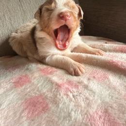 Seamus - Red merle male Australian Shepherd puppy in Worcester County, Massachusetts from O’Kejas  Kennel
