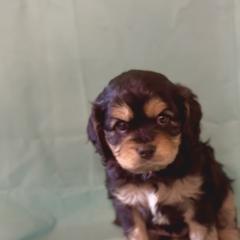 Cavachon Puppies from Cute, Colorado Cavachons