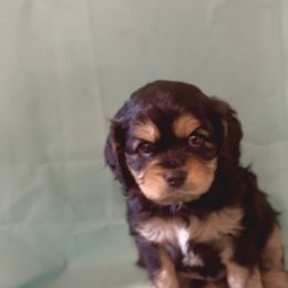 Cavachon Puppies from Cute, Colorado Cavachons