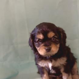 Cavachon Puppies from Cute, Colorado Cavachons