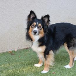 Smokey Bear - Miniature Australian Shepherd