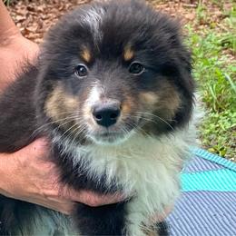Hank - Black tri male Miniature American Shepherd puppy in Harmony, North Carolina from Carolina Pride Miniature American Shepherds