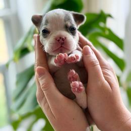 Grey - Tricolors male French Bulldog puppy in Wagoner, Oklahoma from Frenchie Frys