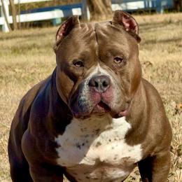 American Bully puppies from Manuia Kennels