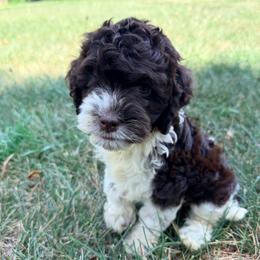 Coral with training - Brown white and tan female Cockapoo puppy in Boonville, North Carolina from Doods & Dolls