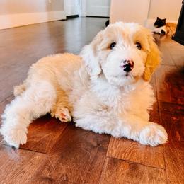 Firefly Black Collar - Fawn and white male Sheepadoodle puppy in Republic, Missouri from DOOD & Co