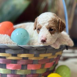 Reef - Blenheim male Cavapoo puppy in Orrstown, Pennsylvania from Pawfect Fur Friends