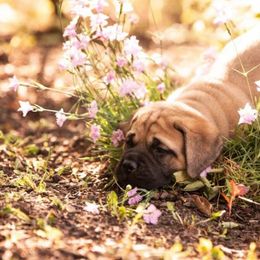 Mastiff Puppies from Green Meadow Mastiffs