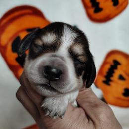 Girl 1 - Piebald female Dachshund puppy in Clayton, Indiana from Love Struck Miniature Dachshunds
