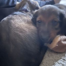 Dachshund Puppies from Cogsworth Cromwell Dachshunds of South West Michigan