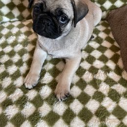 Pug Puppies from Galaxy Pugs of Georgia