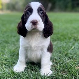 Preston - Liver and white male English Springer Spaniel puppy in Palmdale, California from Legacy