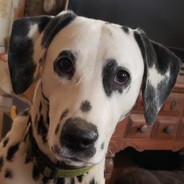 Dalmatians from Roxy's Dalmatians